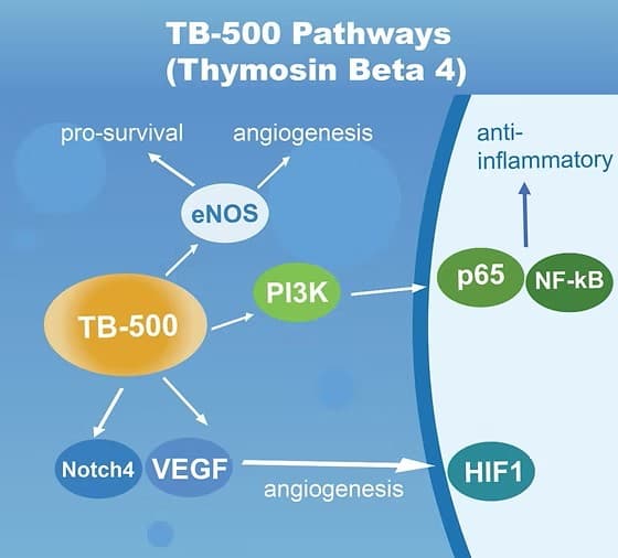 TB-500 Peptide: Exploring Its Benefits for Heart Repair, Tendon Healing, and Tissue Regeneration