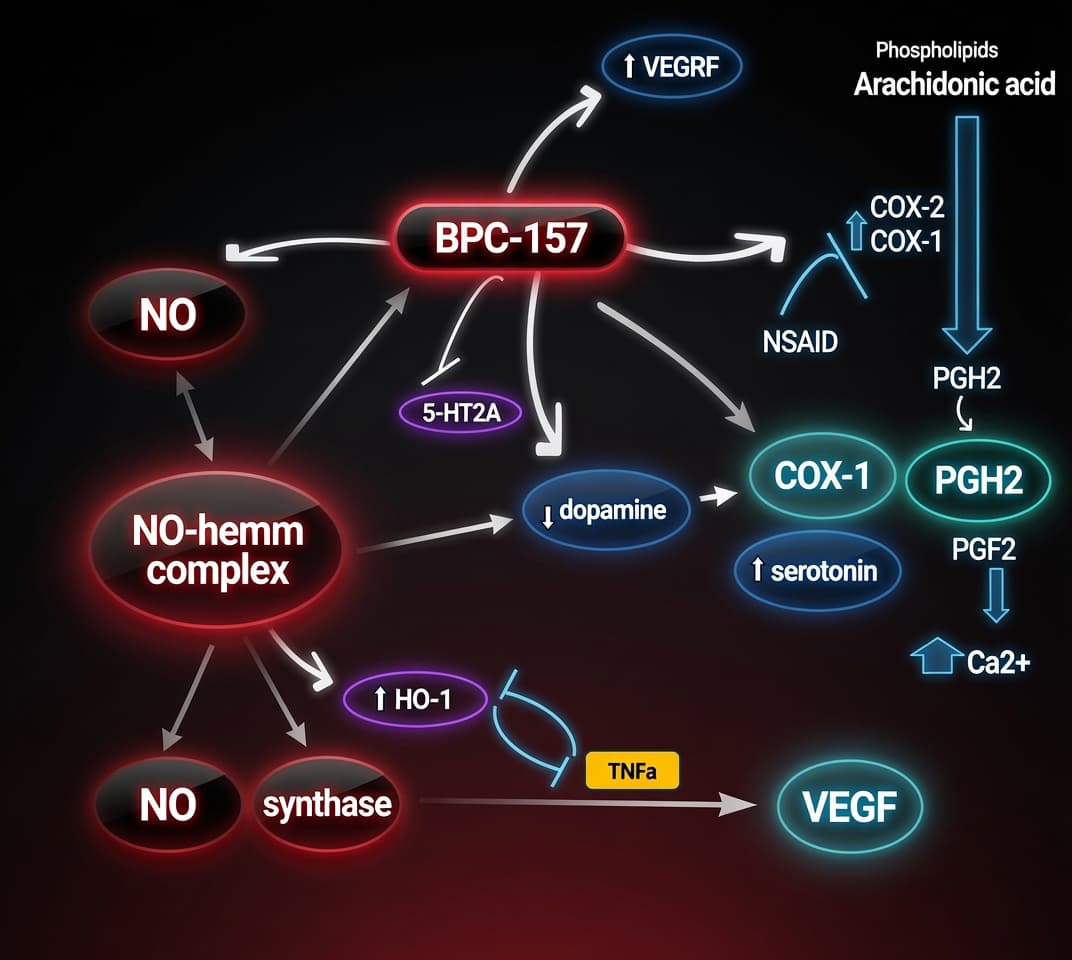 bpc-157 brain-gut axis mechanisms of action & The Gut-Brain Axis: A Practitioner's Definitive Review the Evidence BPC-157 Benefits Peptides and the GutBrain Axis:  BPC-157 and the gutbrain axis: