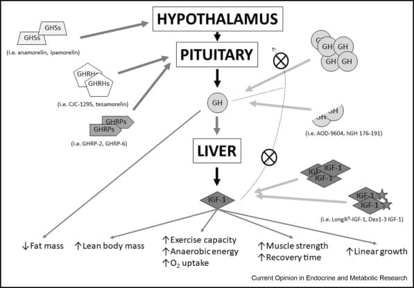 Comparing Human Growth Hormone (HGH) and Growth Hormone Secretagogues: A Comprehensive Guide